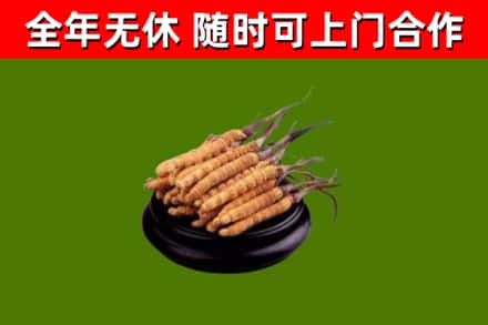 鄠邑区烟酒回收冬虫夏草.jpg